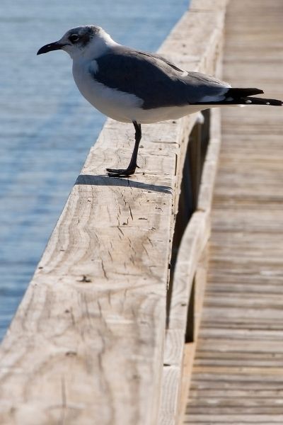 bird on a pier