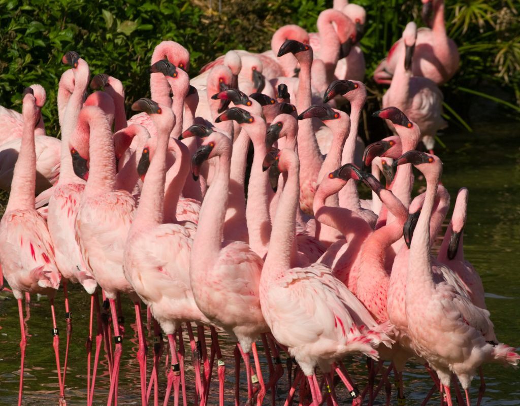 flamingos at busch gardens in tampa, fl