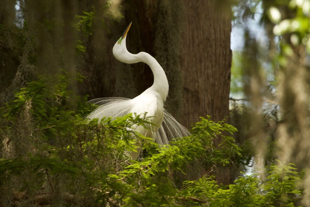 egret in a florida state park